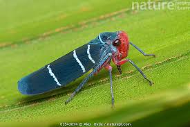 Attēlu rezultāti vaicājumam “Cicadellidae”