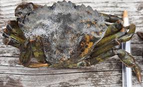 Image result for Carcinus maenas