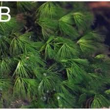 Attēlu rezultāti vaicājumam “Batrachium”