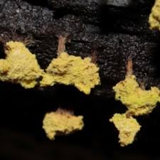 Attēlu rezultāti vaicājumam “Oligonema sp.”