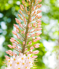 Image result for Steppenkerze