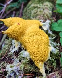 Attēlu rezultāti vaicājumam “Arcyria globosa spores”