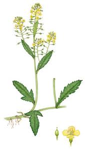 Attēlu rezultāti vaicājumam “Rorippa amphibia leaf”