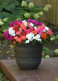 Image result for Impatiens walleriana