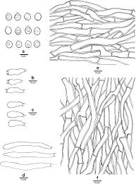 Attēlu rezultāti vaicājumam “Physisporinus sanguinolentus”