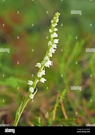 Attēlu rezultāti vaicājumam “Goodyera repens bud”
