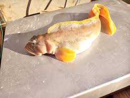 Image result for Zoarces americanus