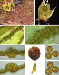 Attēlu rezultāti vaicājumam “Acaulon muticum sporophyte”