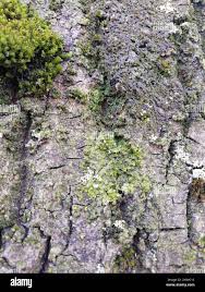 Attēlu rezultāti vaicājumam “Metzgeria furcata”