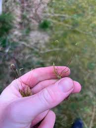 Attēlu rezultāti vaicājumam “Bryoerythrophyllum recurvirostrum”