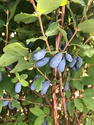 Attēlu rezultāti vaicājumam “Lonicera caerulea var. pallasii fruit”