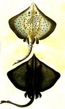 Image result for Rostroraja eglanteria