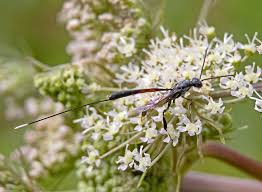 Attēlu rezultāti vaicājumam “Gasteruption jaculator imago”