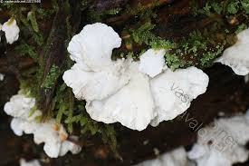 Attēlu rezultāti vaicājumam “Postia floriformis”