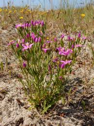Attēlu rezultāti vaicājumam “Centaurium littorale”