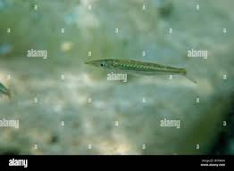 Attēlu rezultāti vaicājumam “Belone belone”