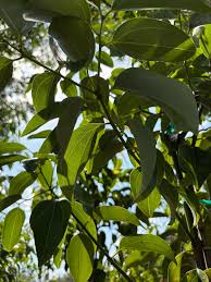 Attēlu rezultāti vaicājumam “Cinna latifolia leaf”