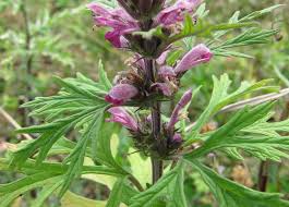 Attēlu rezultāti vaicājumam “Leonurus quinquelobatus flower”
