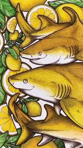 Image result for Negaprion acutidens