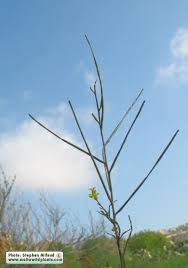 Attēlu rezultāti vaicājumam “Sisymbrium altissimum”