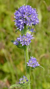 Attēlu rezultāti vaicājumam “Campanula cervicaria”