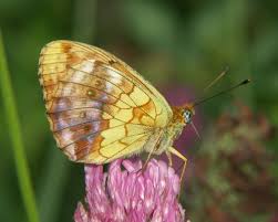 Attēlu rezultāti vaicājumam “Brenthis daphne underside”