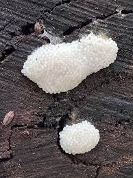 Attēlu rezultāti vaicājumam “Stemonitis axifera young”