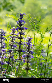 Attēlu rezultāti vaicājumam “Ajuga genevensis flower”
