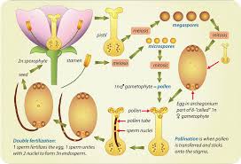 Attēlu rezultāti vaicājumam “sporophyte”