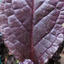 Attēlu rezultāti vaicājumam “Ajuga genevensis leaf”