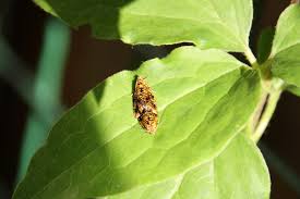 Attēlu rezultāti vaicājumam “Celypha siderana”