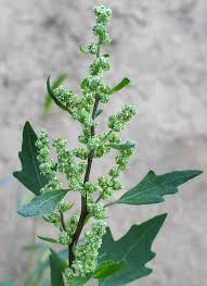 Attēlu rezultāti vaicājumam “Chenopodium acerifolium”
