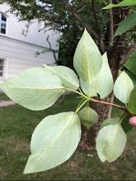 Attēlu rezultāti vaicājumam “Populus x berolinensis”