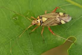 Attēlu rezultāti vaicājumam “Rhabdomiris striatellus”
