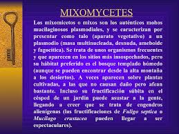 Attēlu rezultāti vaicājumam “myxomicetes”