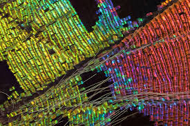 Attēlu rezultāti vaicājumam “Lycogala convexum macro”