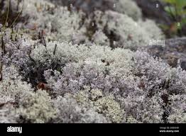 Attēlu rezultāti vaicājumam “Cladonia mitis”