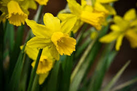 Attēlu rezultāti vaicājumam “Narcissus bud”