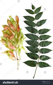 Attēlu rezultāti vaicājumam “Festuca altissima leaf”