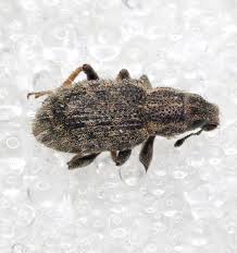 Attēlu rezultāti vaicājumam “Sitona sp.”