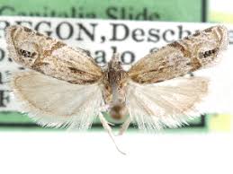 Attēlu rezultāti vaicājumam “Eucosma aspidiscana”