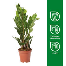 Image result for zamiokulkas