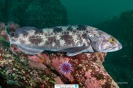 Image result for Ophiodon elongatus