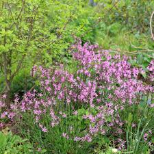 Image result for Lychnis flos-cuculi