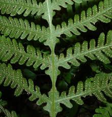 Attēlu rezultāti vaicājumam “Phegopteris connectilis”