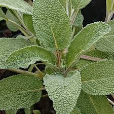 Image result for Salbei