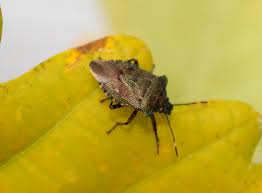 Attēlu rezultāti vaicājumam “Troilus luridus”