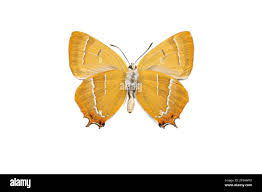 Attēlu rezultāti vaicājumam “Thecla betulae male”