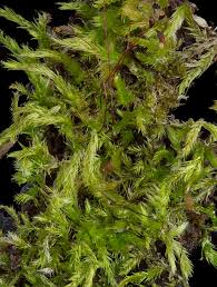 Attēlu rezultāti vaicājumam “Brachythecium campestre”