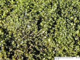 Attēlu rezultāti vaicājumam “Jungermannia sphaerocarpa”